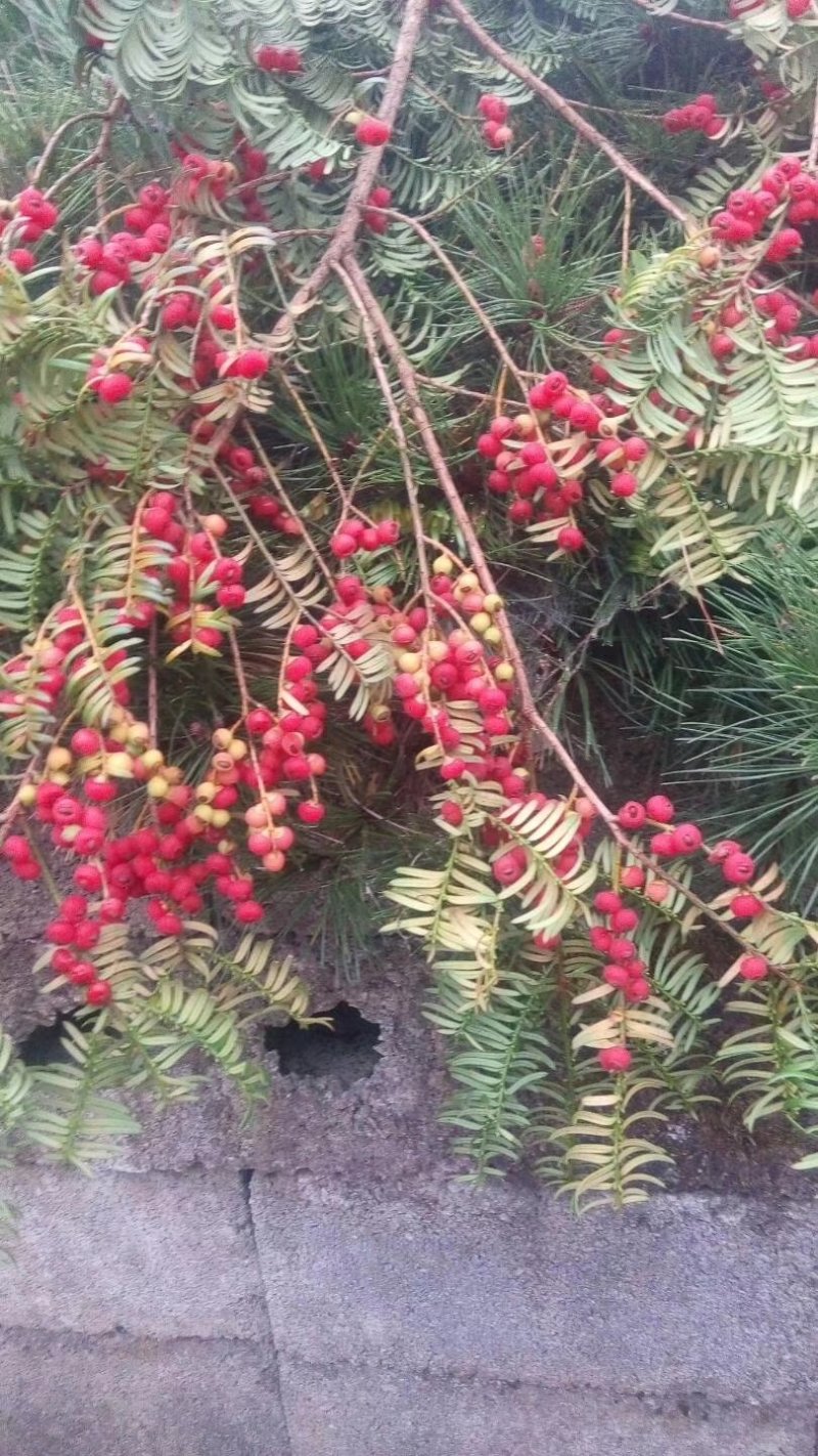 南方红豆杉10~12cm8~10cm3.5~4米