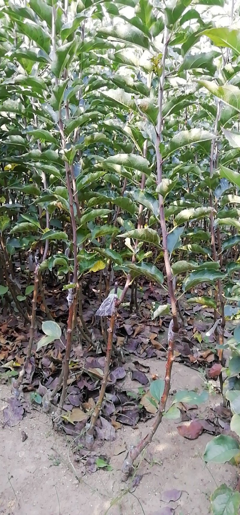 鸡心果苗，辽宁鸡心果苗，2年苗，抗病力强，挂果早，包成活