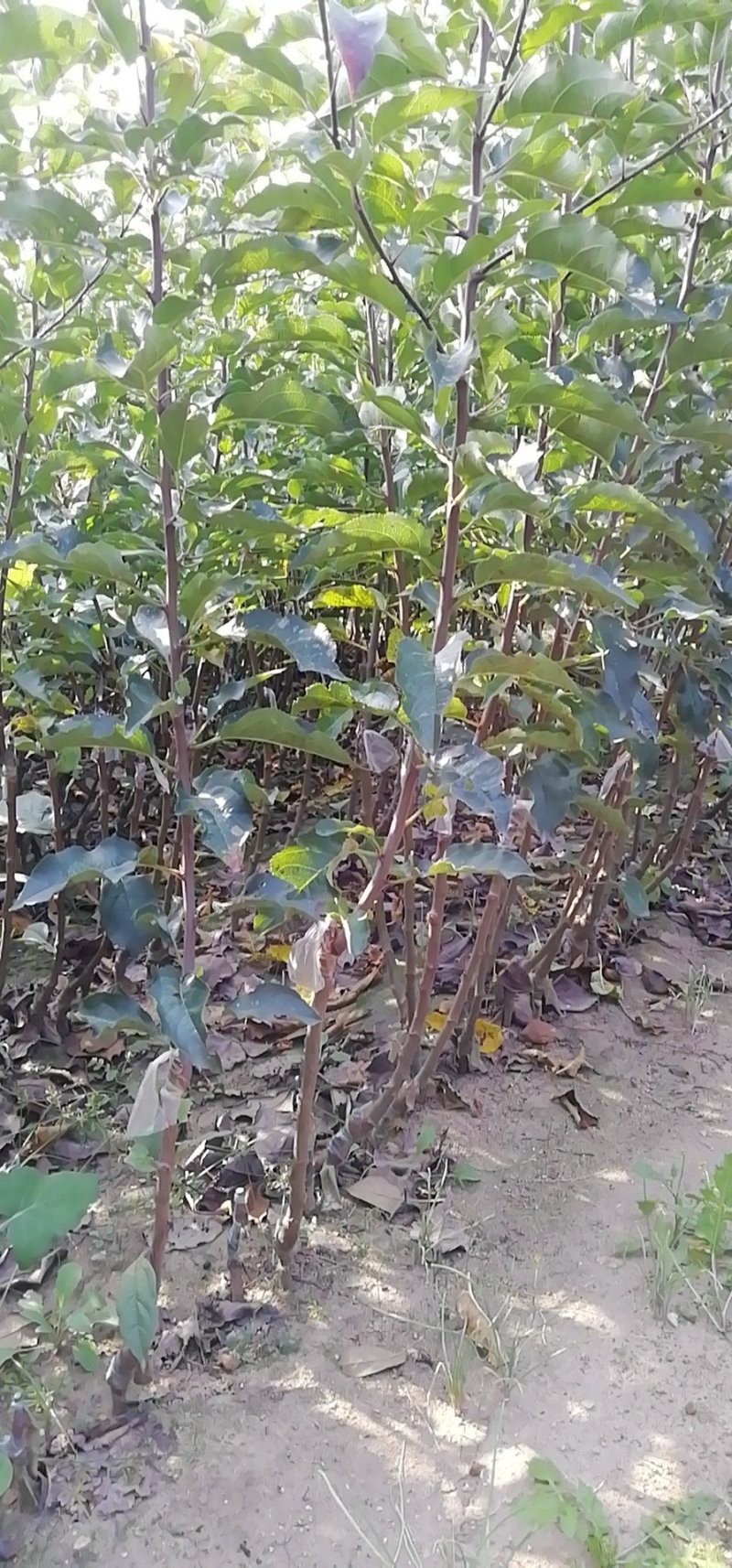 鸡心果苗，辽宁鸡心果苗，2年苗，抗病力强，挂果早，包成活