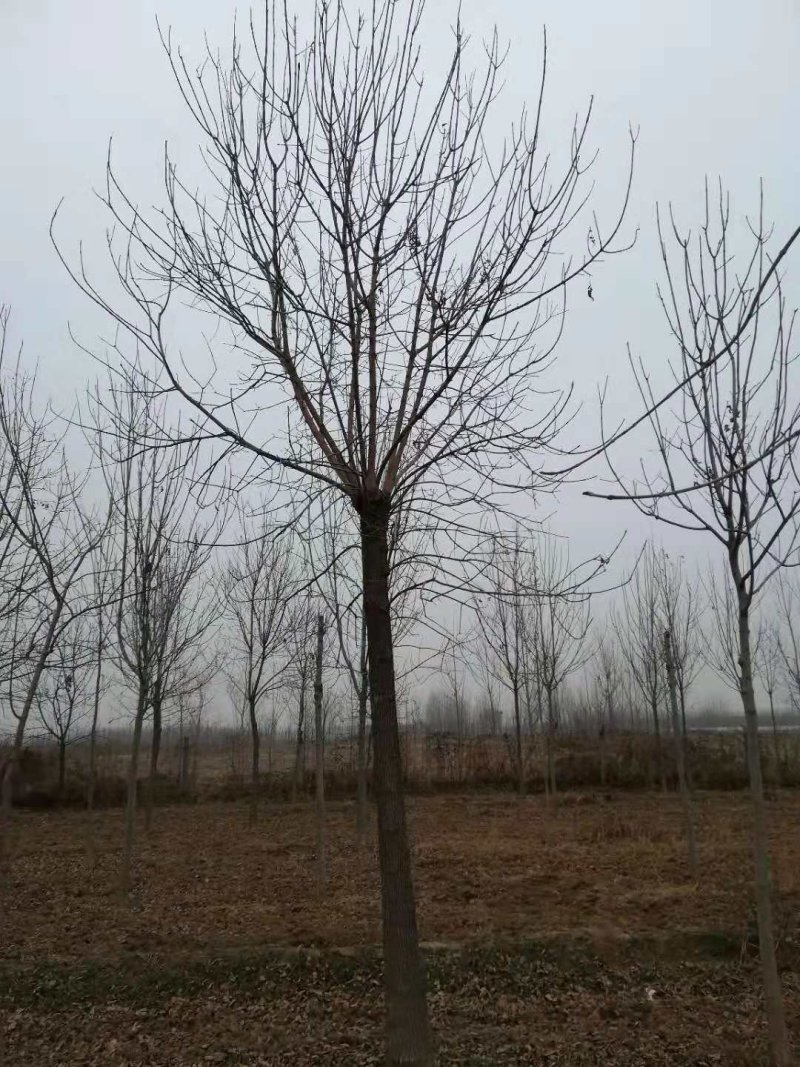 速生白蜡，白蜡树，12-25公分树形美观，一级二级量大，