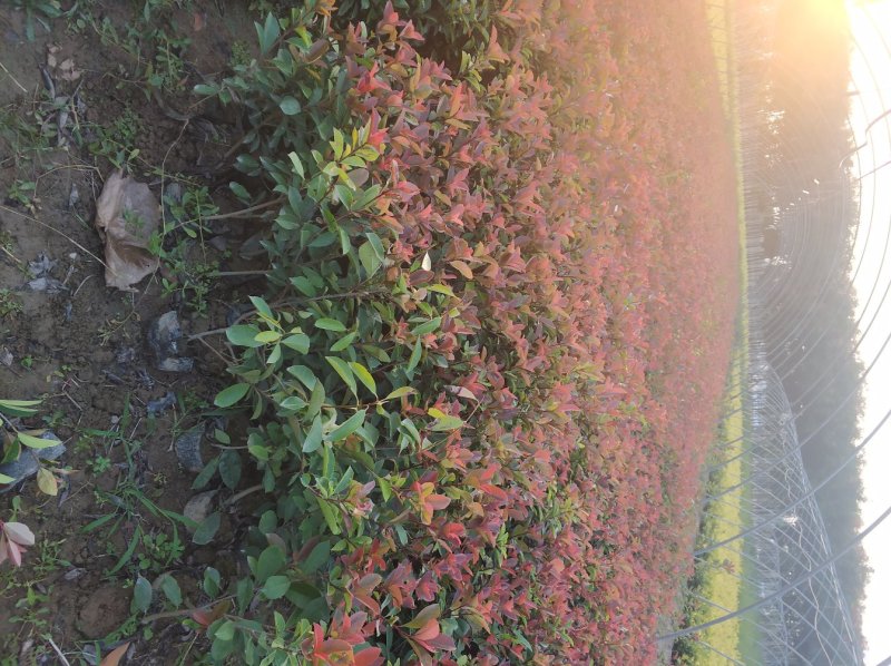 鄢陵色块苗木基地。