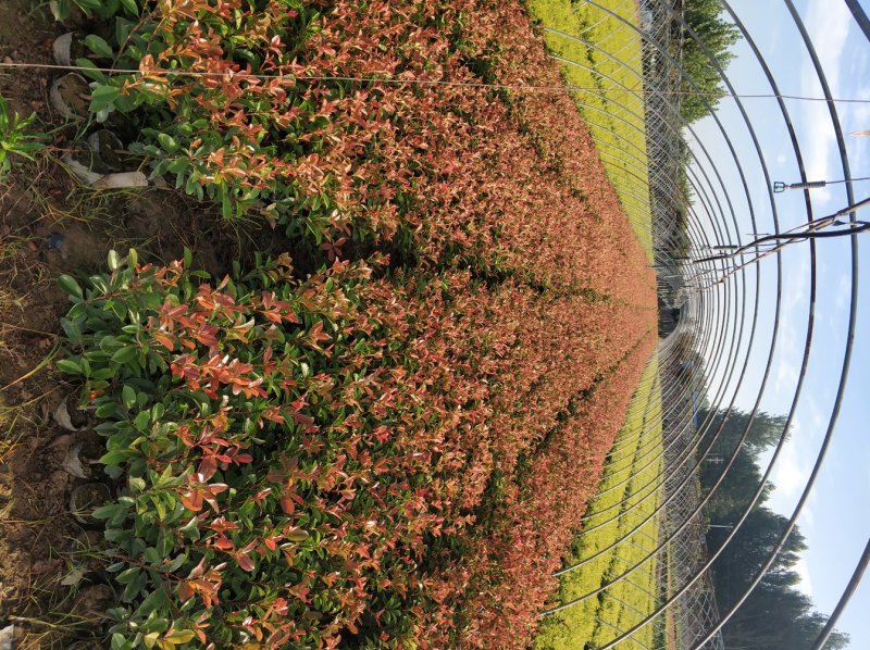 鄢陵色块苗木基地。