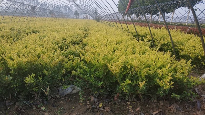 鄢陵色块苗木基地。