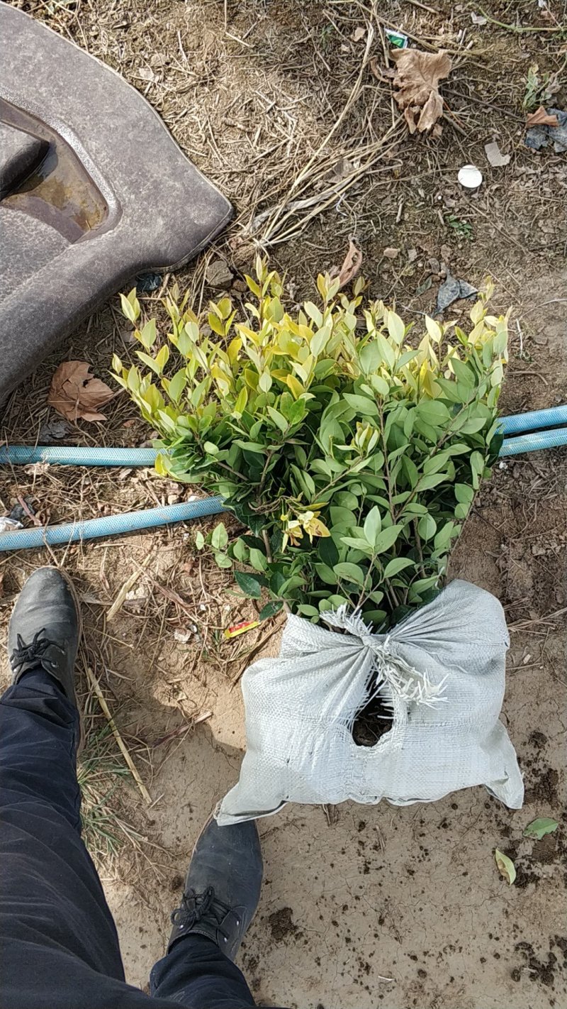 鄢陵色块苗木基地。