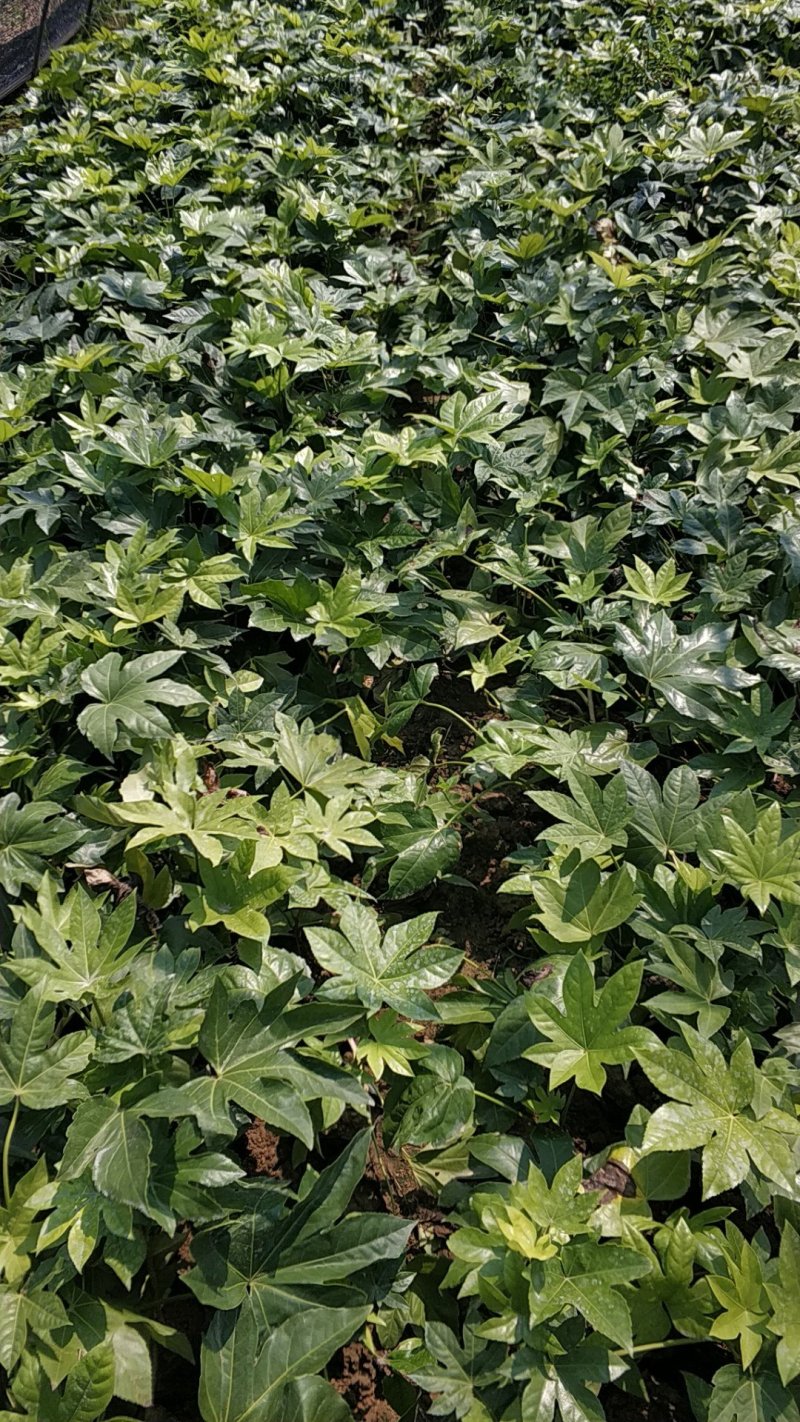鄢陵色块苗木基地。