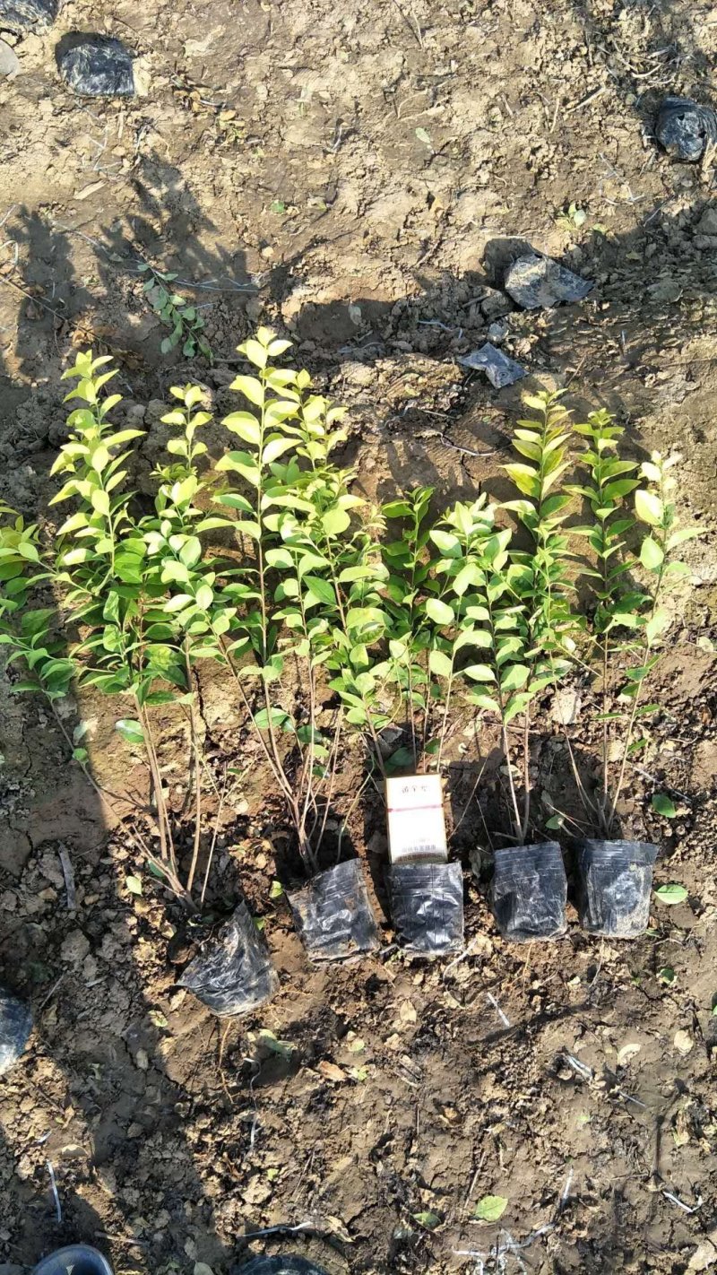 鄢陵色块苗木基地。