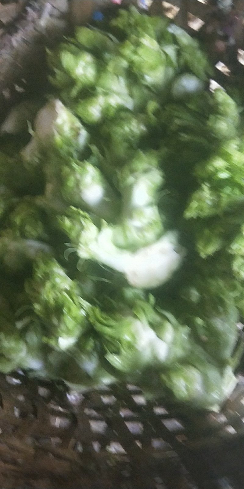 儿菜