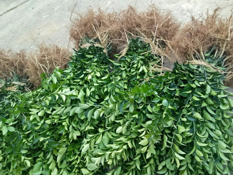 沙糖柑苗:苗场直供，可以视频看苗下单