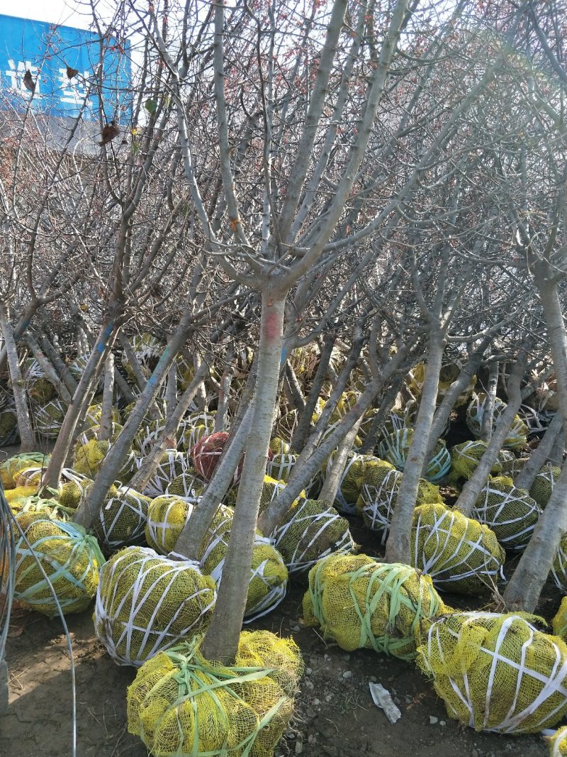 供应北美海棠1/15公分垂丝海棠绚丽海棠东红海棠海棠占地