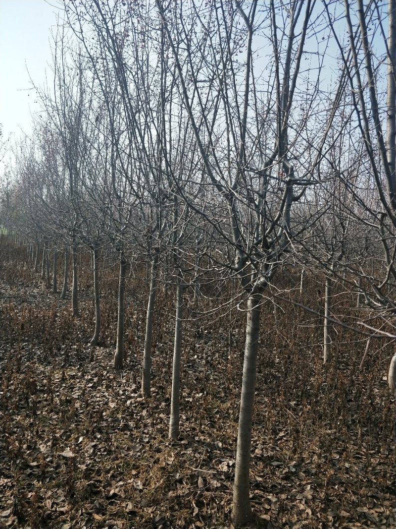 供应北美海棠1/15公分垂丝海棠绚丽海棠东红海棠海棠占地