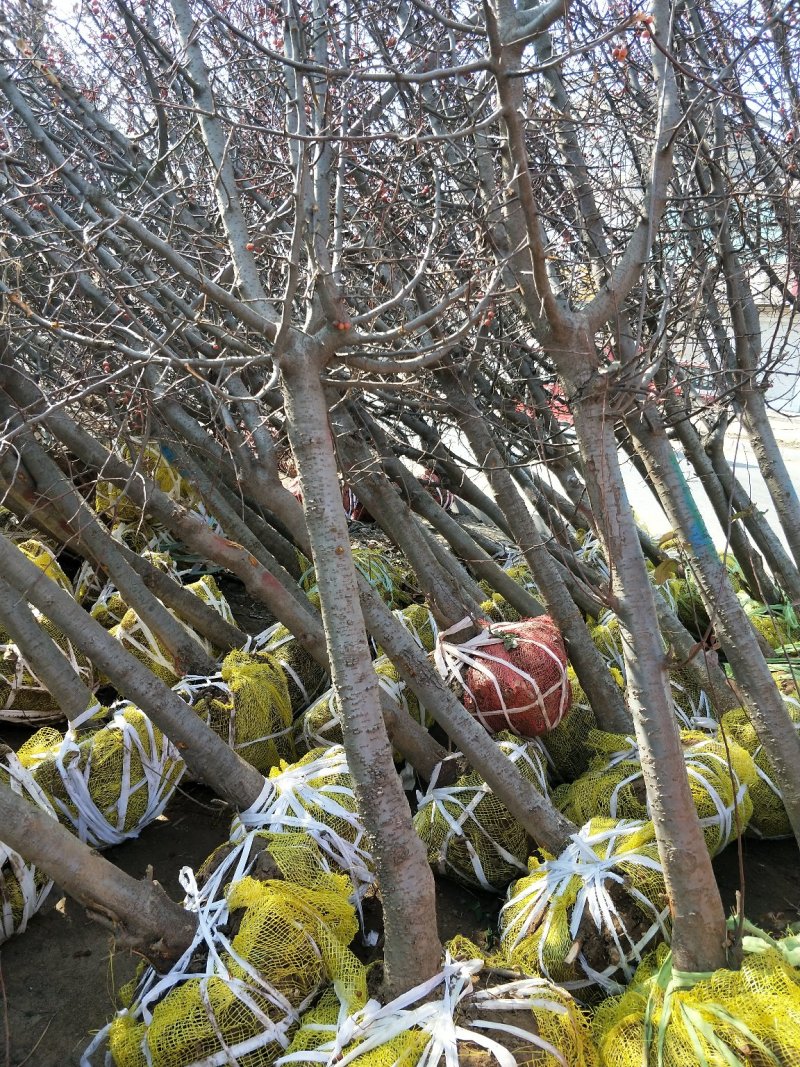 供应北美海棠1/15公分垂丝海棠绚丽海棠东红海棠海棠占地