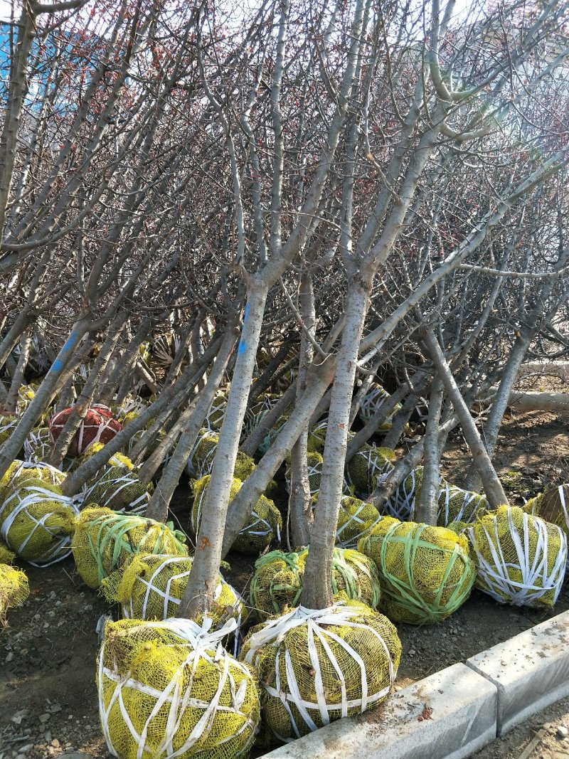 供应北美海棠1/15公分垂丝海棠绚丽海棠东红海棠海棠占地