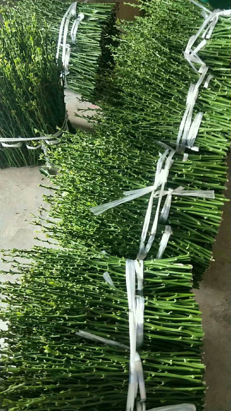 早熟砂糖橘枝条，诚信经营品质保证