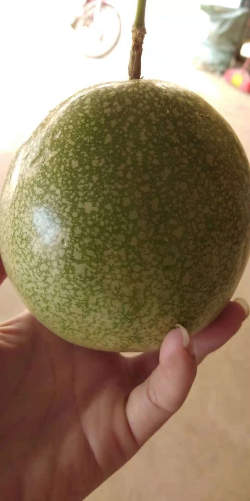 金霸王百香果嫁接苗