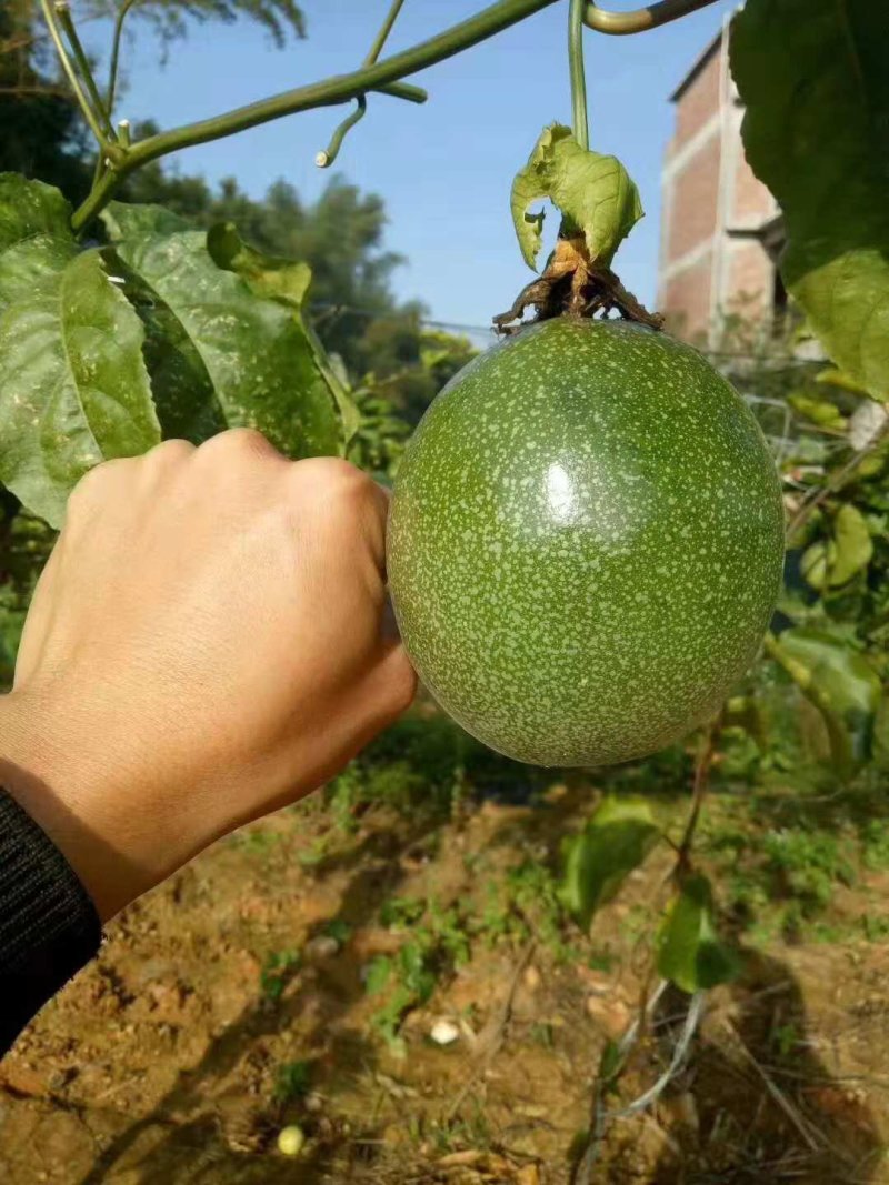 金霸王百香果嫁接苗