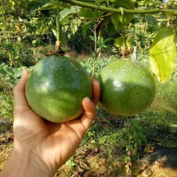 金霸王百香果嫁接苗