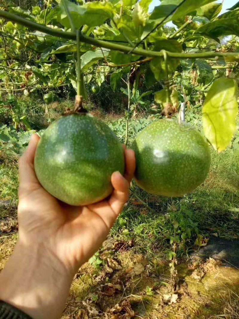 金霸王百香果嫁接苗