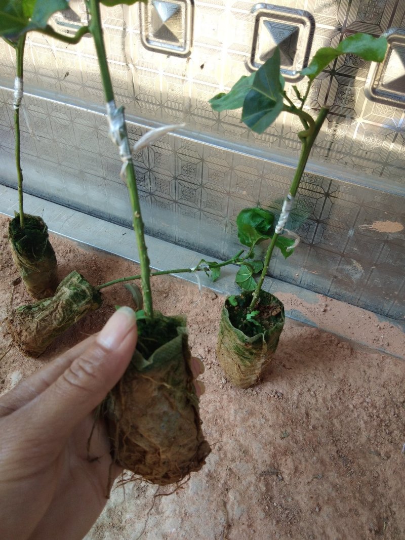 金霸王百香果嫁接苗