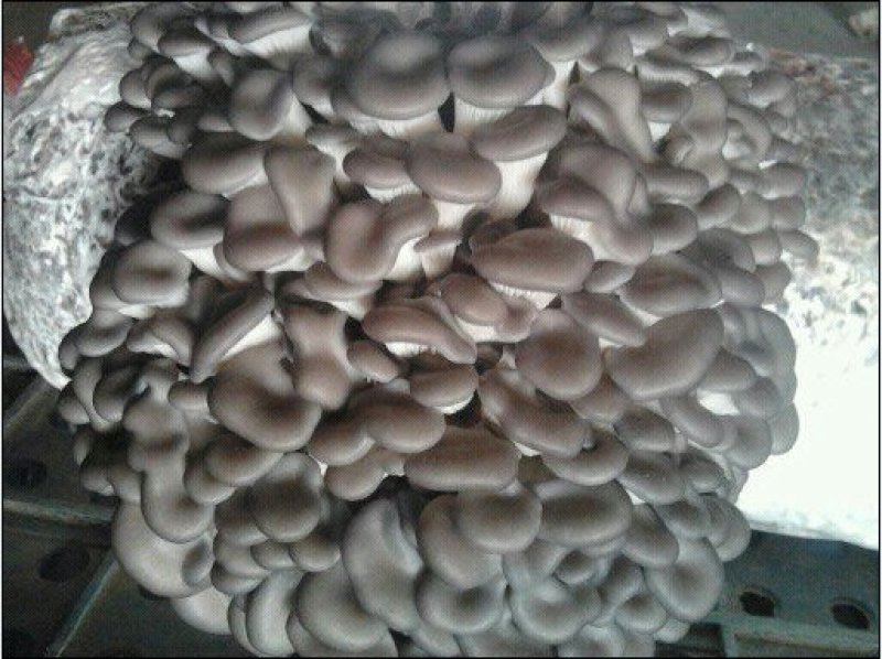 食用菌菌棒、菌种大量出售？