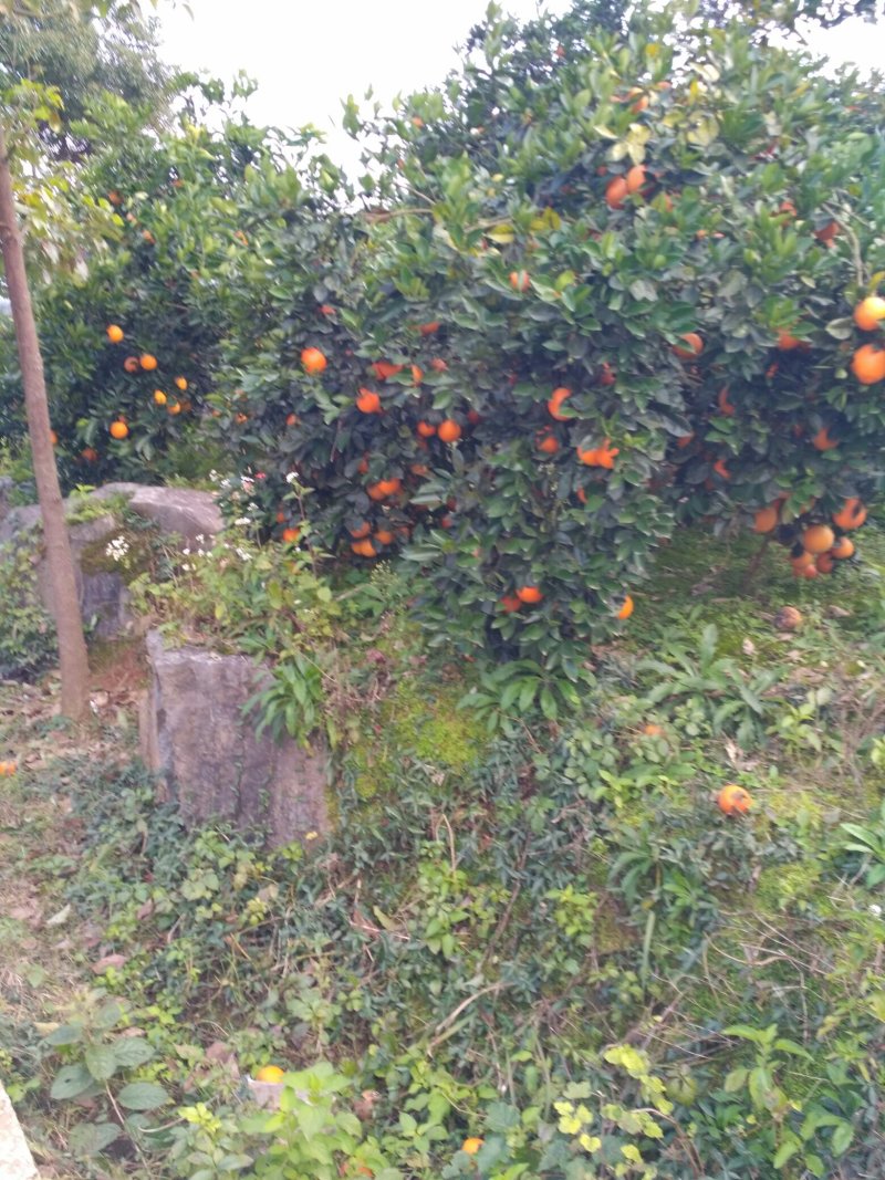 新宁脐橙！需要脐橙的联系我找货