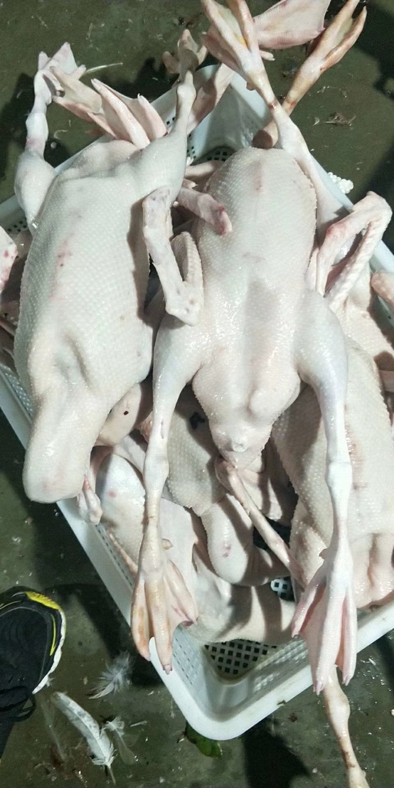 白条鹅