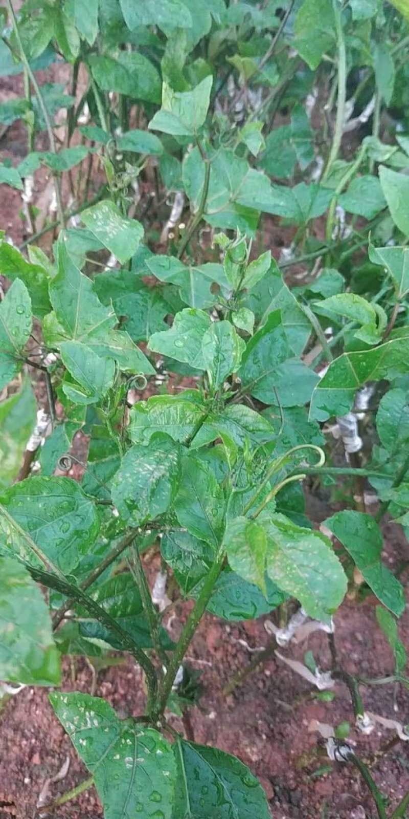 金霸王百香果嫁接苗