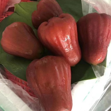 莲雾