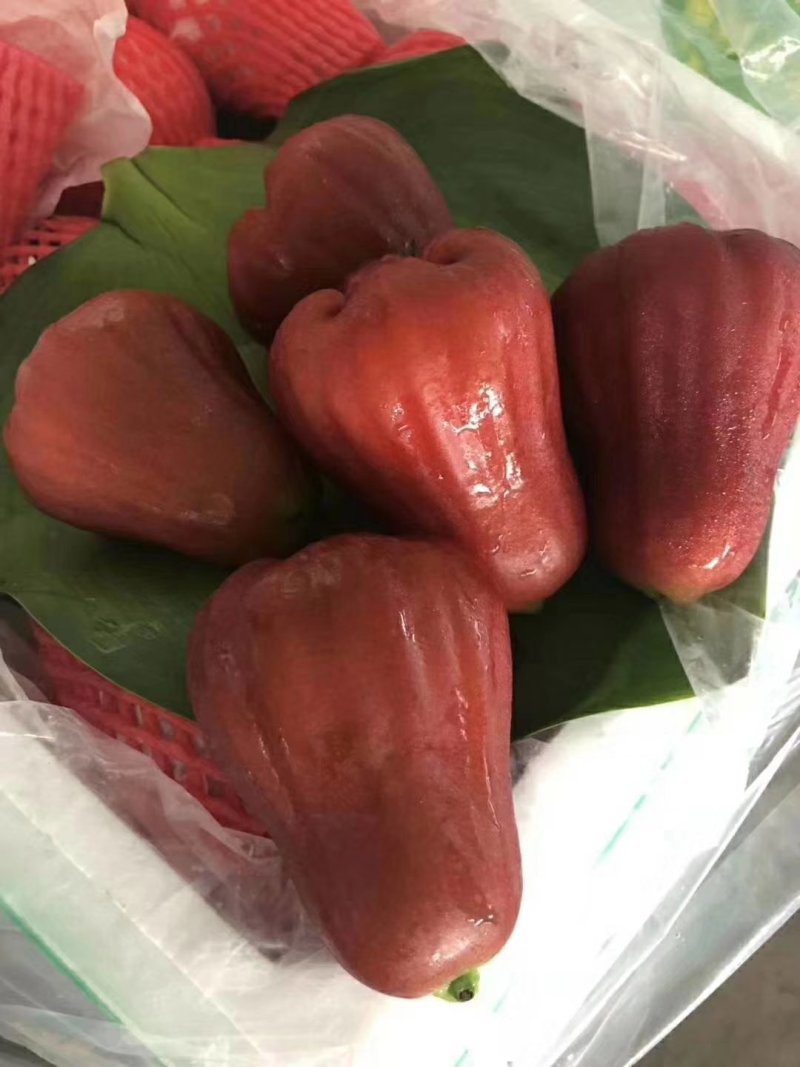 莲雾