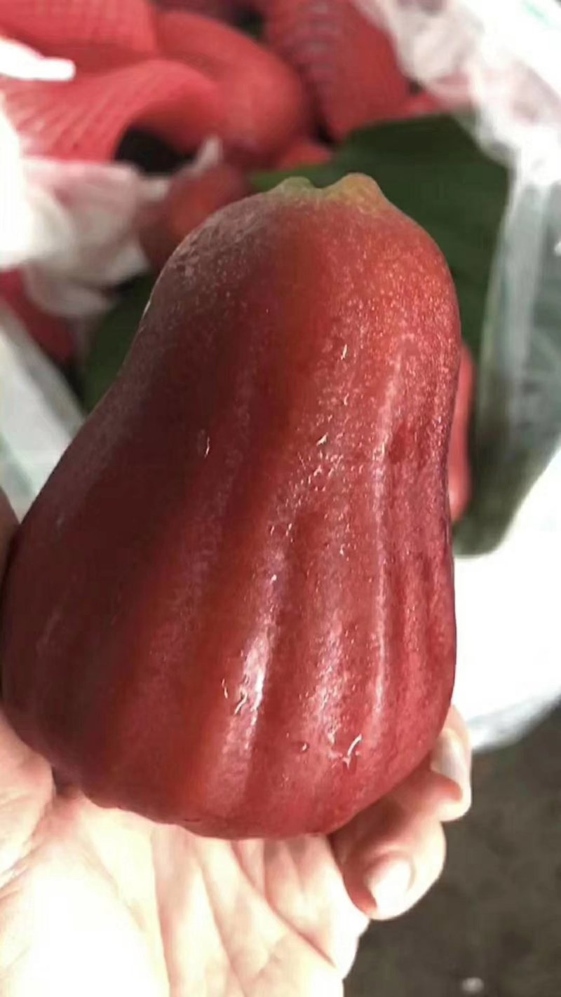 莲雾