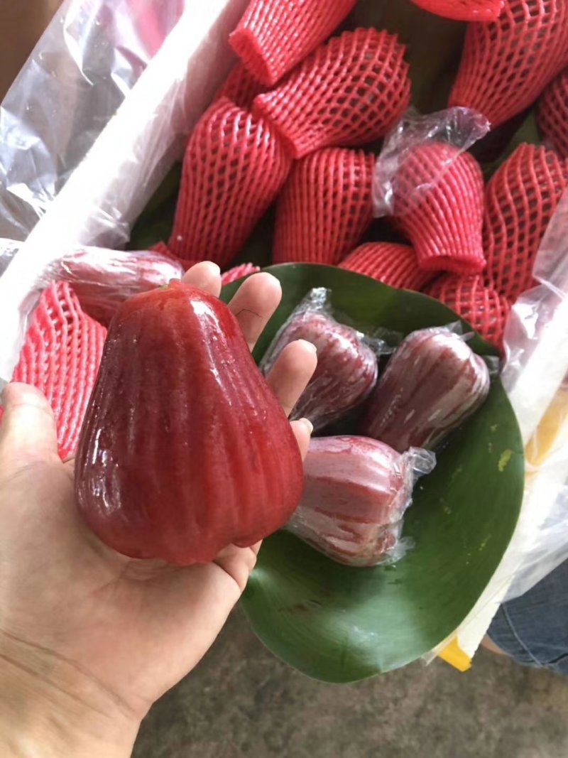 莲雾