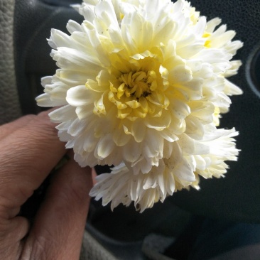 菊花