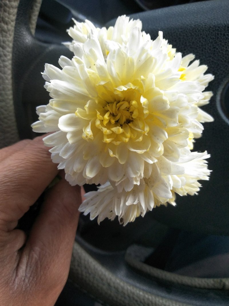 菊花