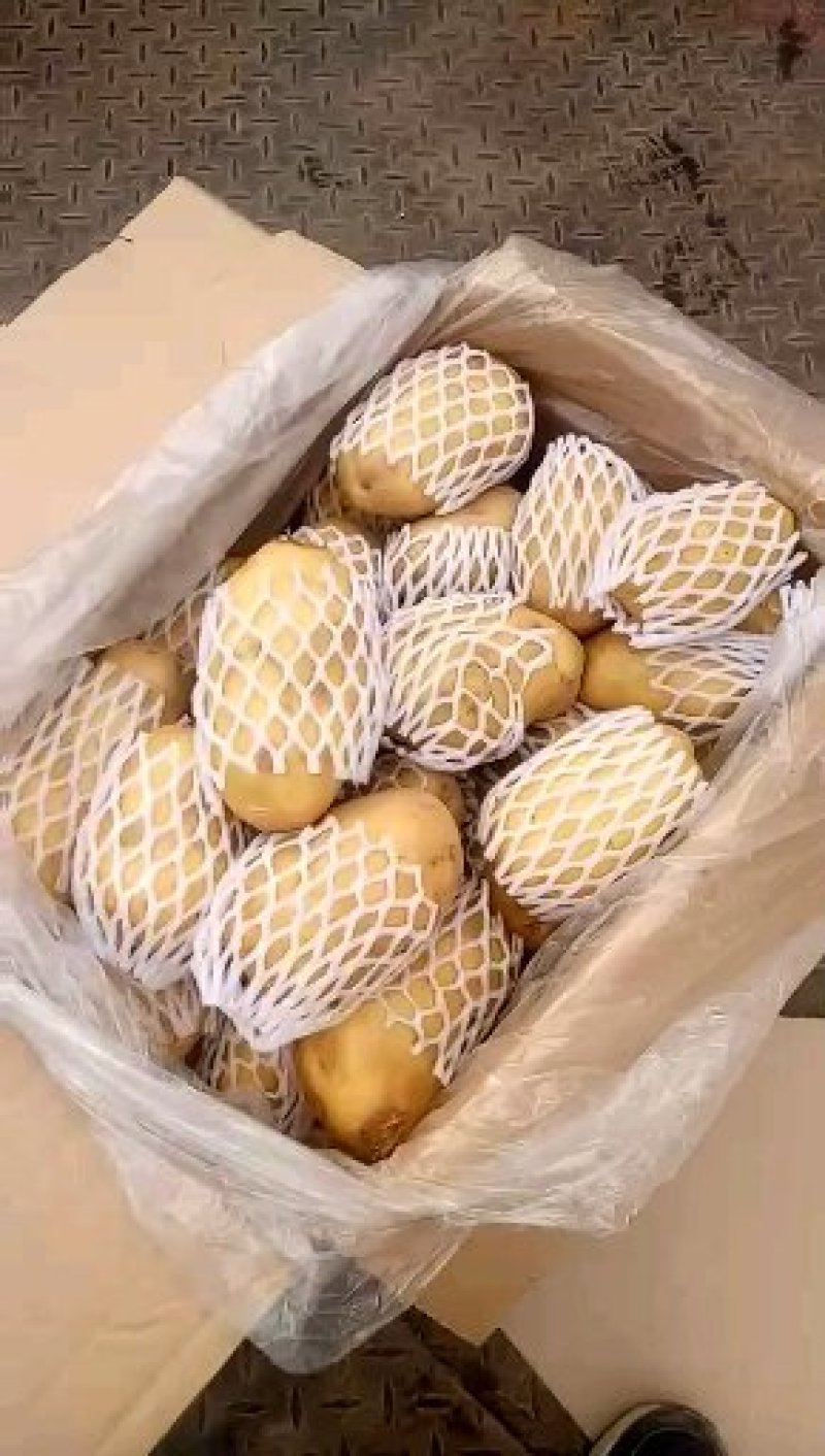 泗水县荷兰土豆大量出售中……………………………