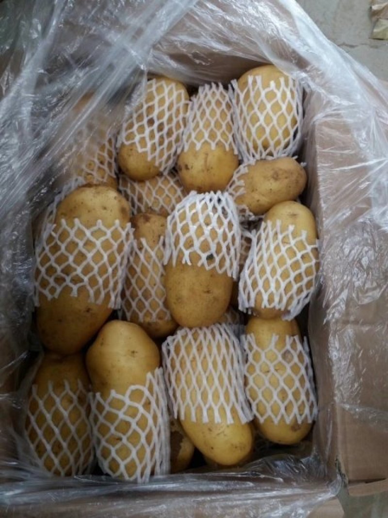 泗水县荷兰土豆大量出售中……………………………