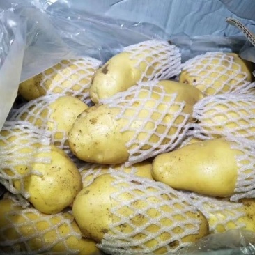 泗水县荷兰土豆大量出售中……………………………