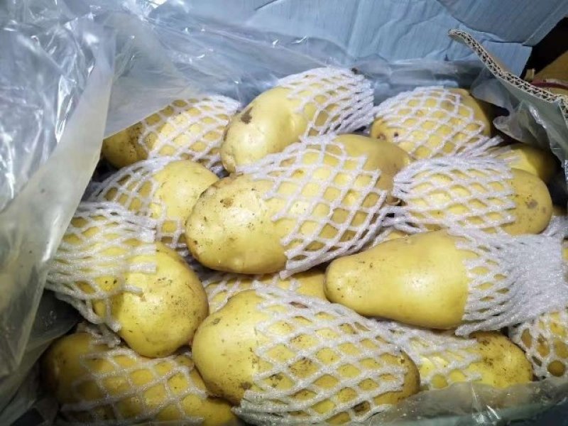 泗水县荷兰土豆大量出售中……………………………