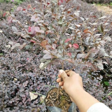 红花继木红继木批发红继木价格销售