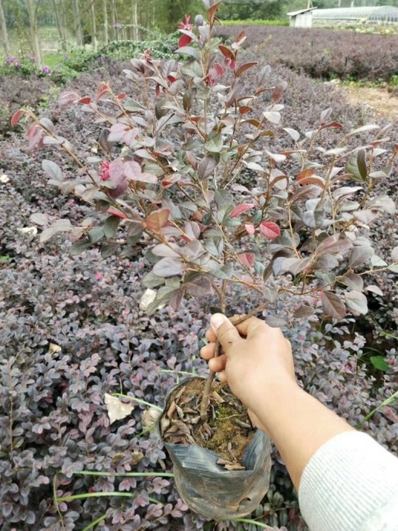 红花继木红继木批发红继木价格销售