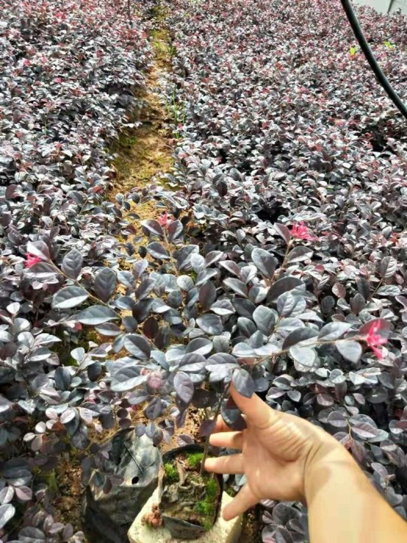 红花继木红继木批发红继木价格销售