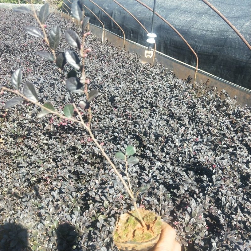 红花继木红继木批发红继木价格销售