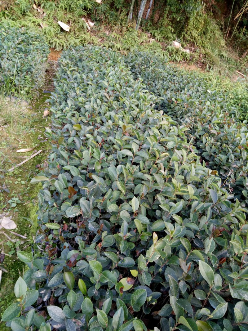 靓山油茶苗，白花油茶…