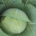 蔬菜，包菜万亩，扁包，湖北圆包菜，莲花白，奥奇娜全国可发