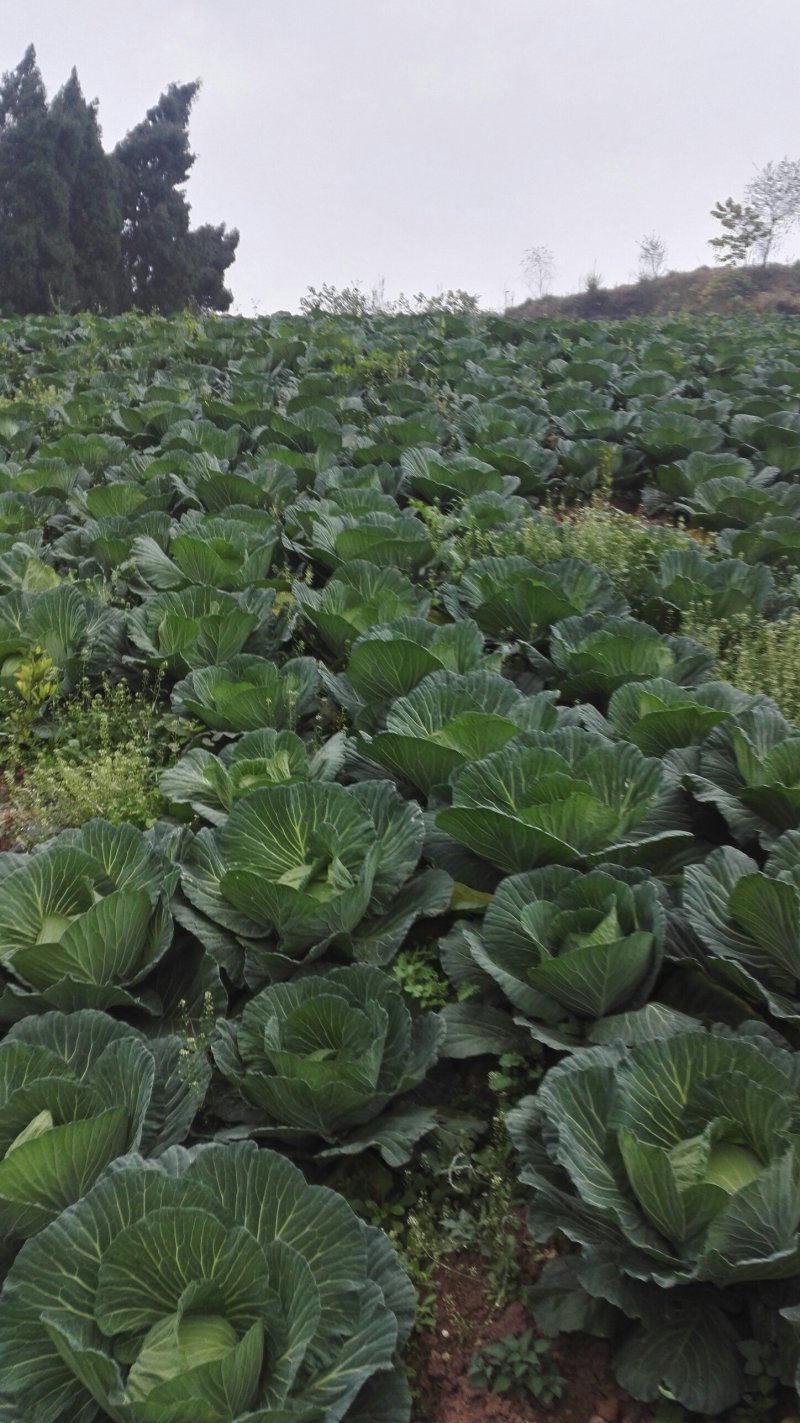 蔬菜，包菜万亩，扁包，湖北圆包菜，莲花白，奥奇娜全国可发