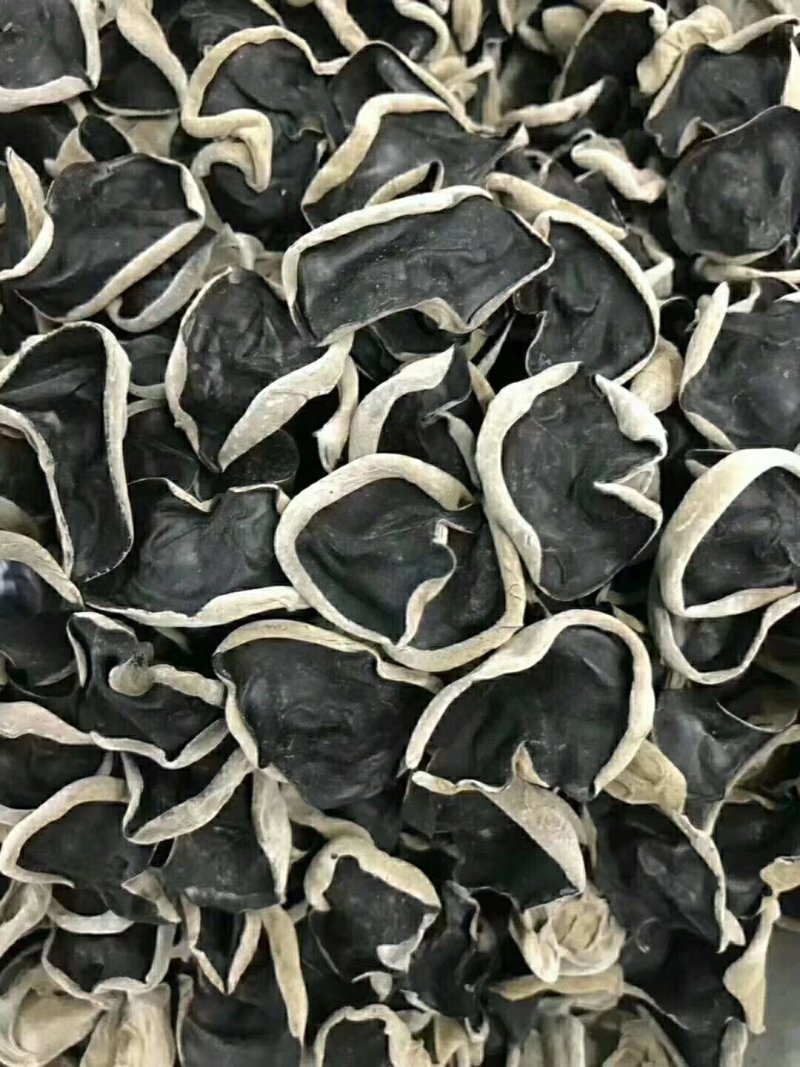 出售黑木耳菌包，