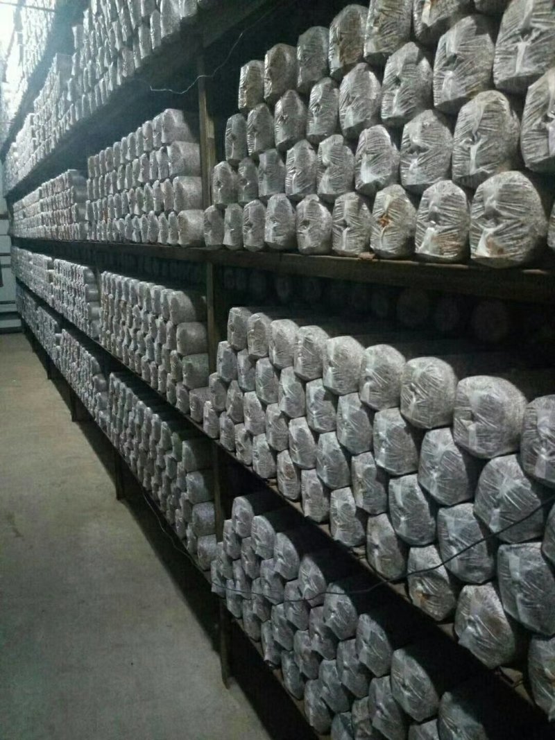 出售黑木耳菌包，