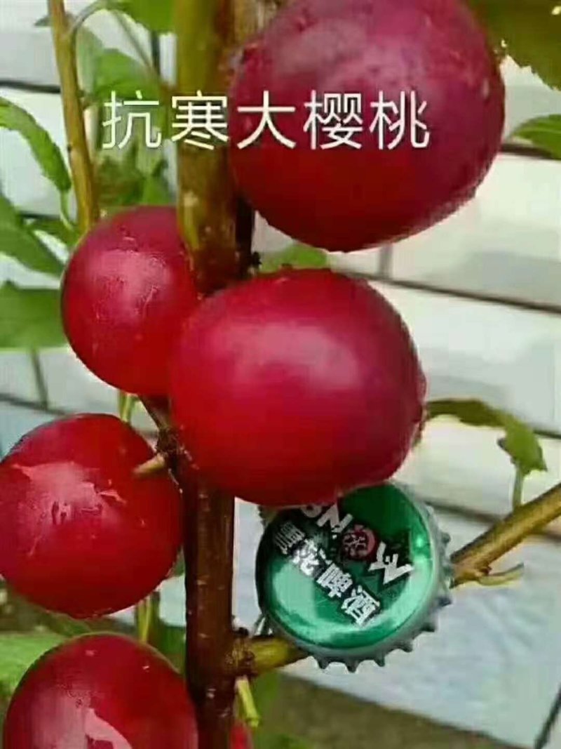 大樱桃苗！！！！！！！！！！！！！！！