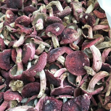精品红菇云南野生正红菇