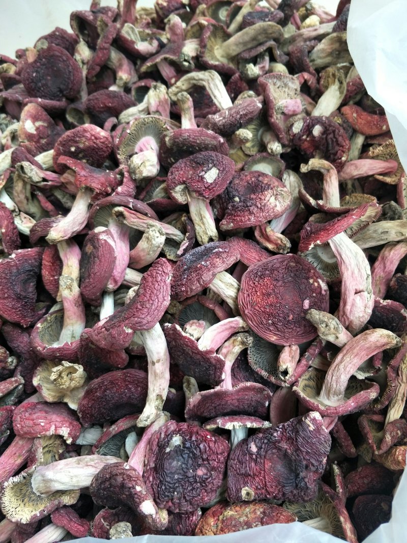 精品红菇云南野生正红菇