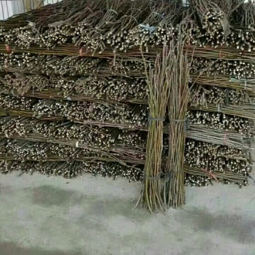 黄花梨翠冠梨苗接穗