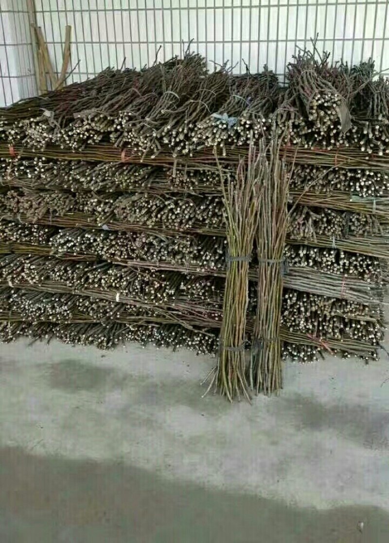 黄花梨翠冠梨苗接穗